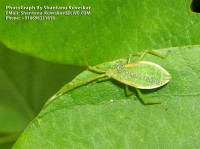 /album/colourful-insects/insect-12-photograph-by-shantanu-kuveskar-jpg/